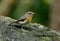 Female Tickell`s Blue Flycatcher