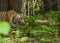 Female Tiger emerging out of bamboo Groove at Tadoba Tiger reserve Maharashtra,India