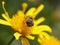 Female tiger fly cleans itself while pollinating the flower