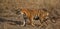 Female tiger Maya close up shot at Tadoba National Park