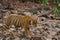 In female tiger on the morning stroll and territory marking