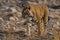 In female tiger on the morning stroll and territory marking