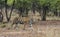 Female Tiger moving around in jungle