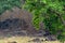 Female tiger on scent marking or patrolling her territory in kanha maidan or grass field. landscape or habitat image of kanha