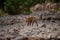 A female tiger walking on ramganga river bed on stones and rocks for territory marking at Corbett