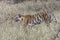 Female tigress walking down a slope in the grasslands of Bandhavgarh.