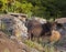 Female timber wolf Canis lupus and pups