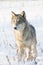 Female timber wolf portrait