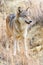 Female timber wolf portrait