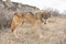 Female timber wolf in prairie grass