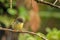 Female tomtit, South Island subspecies, native New Zealand bird sitting in tree on Bluff Hill