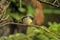 Female tomtit, South Island subspecies, native New Zealand bird sitting in tree on Bluff Hill