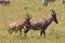 Female topi antelope with young