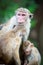 Female toque macaque monkey with babies in natural habitat