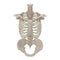 Female Torso Skeleton on white. 3D illustration