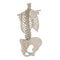 Female Torso Skeleton on white. 3D illustration