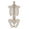 Female Torso Skeleton on white. Rear view. 3D illustration