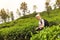 Female tourist enjoying beautiful nature of tea plantations, Sri Lanka.