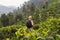 Female tourist enjoying beautiful nature of tea plantations, Sri Lanka.