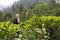 Female tourist enjoying beautiful nature of tea plantations, Sri Lanka.