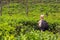 Female tourist enjoying beautiful nature of tea plantations, Sri Lanka.