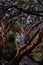 A female tourist framed between paper trees in an endemic forest of the tropical Andes.