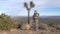 Female Tourist Resting, Standing Next To Joshua Tree, Put One Foot On The Stone