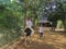 A female tourist rides an ostrich in Prenn Park.