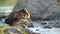 Female tourist washing face in mountain stream, fresh water