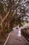 Female tourist in a white dress walking under green tropical banyan trees in a park in Hong Kong