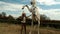 Female trains a horse at a racetrack holding her by the reins.