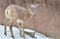Female transcaspian urial in the snow