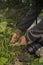 A female traveler plucking fresh beans from a vegetable farm