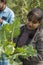 A female traveler plucking fresh beans from a vegetable farm