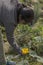 A female traveler plucking fresh pumpkin flower from a vegetable farm