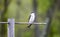Female Tree Swallow on Perch