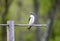 Female Tree Swallow on Perch