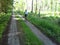 Female trek cyclist in woods