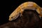 Female Tremper albino leopard gecko (Eublepharis macularius)