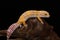 Female Tremper albino leopard gecko (Eublepharis macularius)