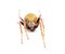female Tropical orb weaver spider - Eriophora ravilla - isolated cutout on white background. Front face top dorsal view
