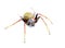 female Tropical orb weaver spider - Eriophora ravilla - isolated cutout on white background. Front face view
