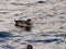 Female Tufted Duck Aythya fuligula with blue bill and brown plumage