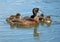 Female tufted duck with cubs on the lake