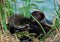 Female of Tufted duck and duckling