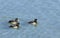 Female tufted ducks swimming on river