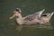 Female Tufted Mallard