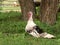 Female turkey is large bird from Turkey with beautiful and lush plumage gives us tasty and healthy meat for the holiday