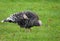 Female turkey nibbling the green grass, poultry farming
