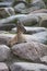 Female Turkmenian markhor